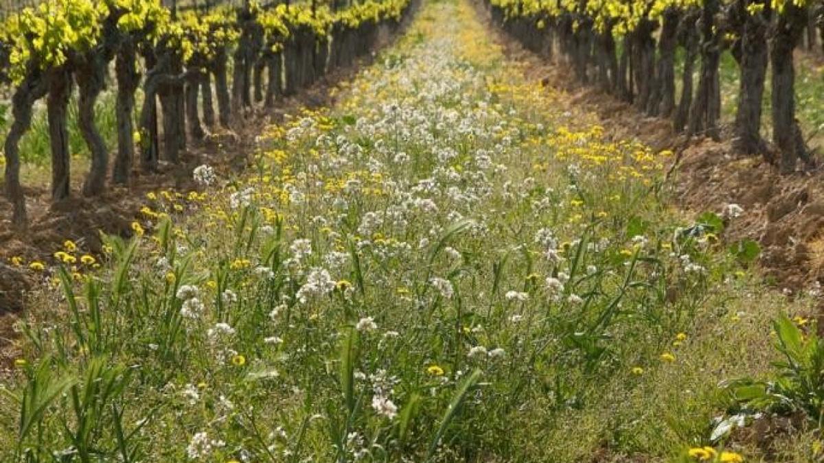 eliminati-pentru-totdeauna-buruienile-din-gradina--iata-o-solutie-ciudata--dar-eficienta_85017500