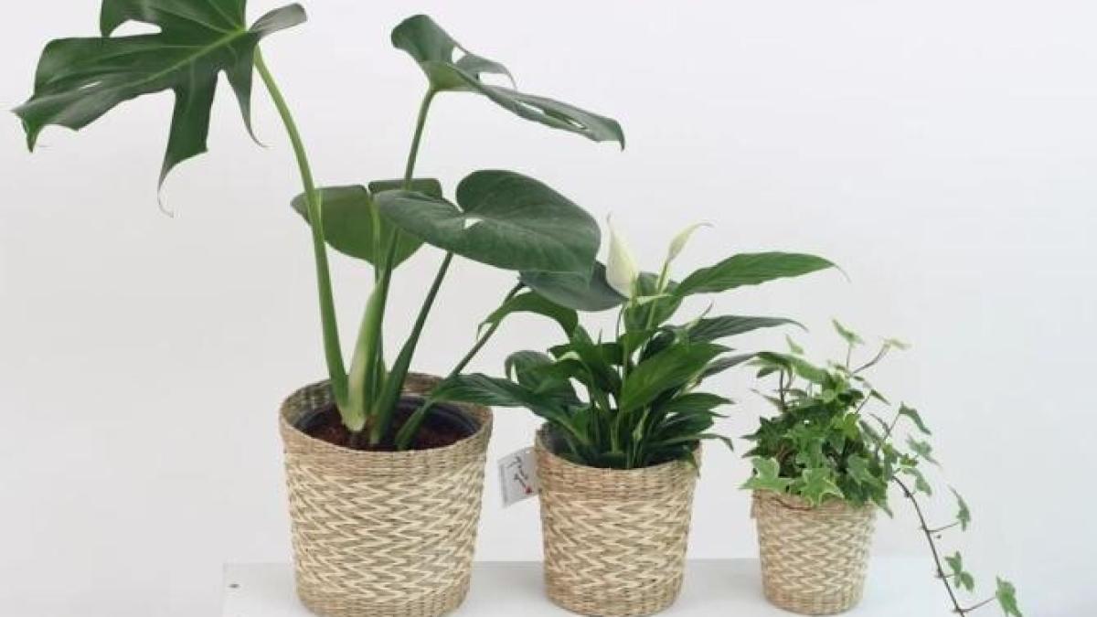 ai-fost-in-vacanta-si-plantele-din-casa-s-au-uscat--iata-cum-le-poti-salva_39930300