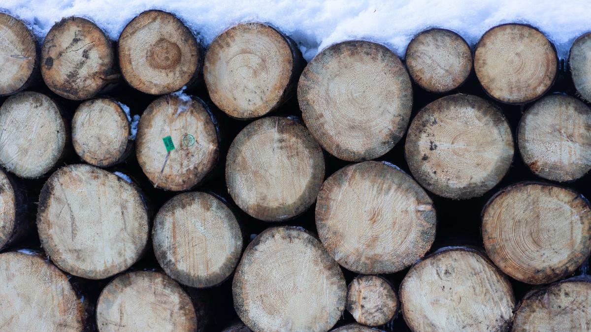 vouchere-pentru-lemne-eugen-tomac_09307400