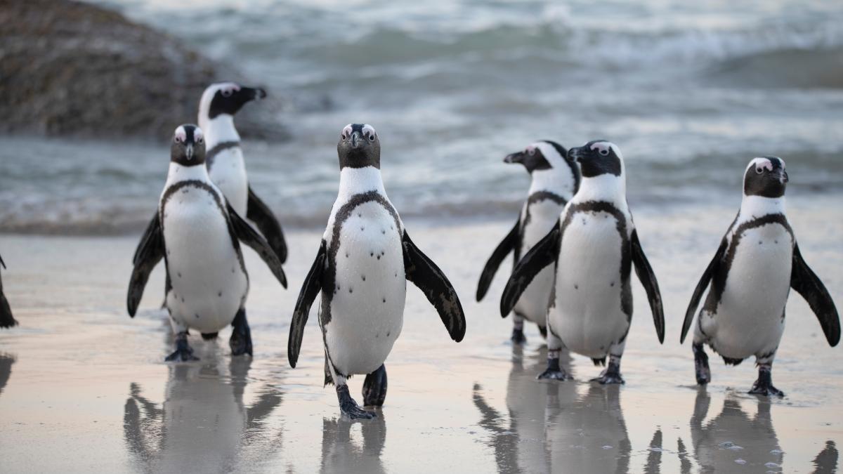 un-focar-de-gripa-aviara--detectat-in-colonia-de-pinguini-de-la-boulders--cape-town_89866400