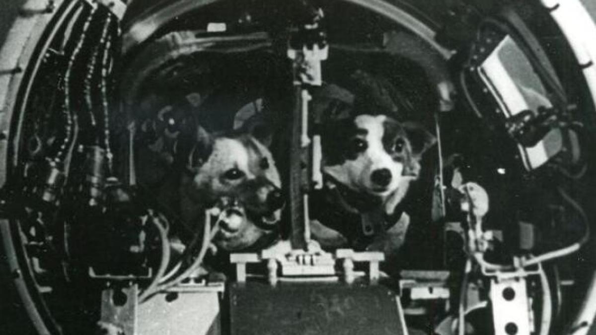 belka-si-strelka-caini-spatiali-sovietici-_07743000