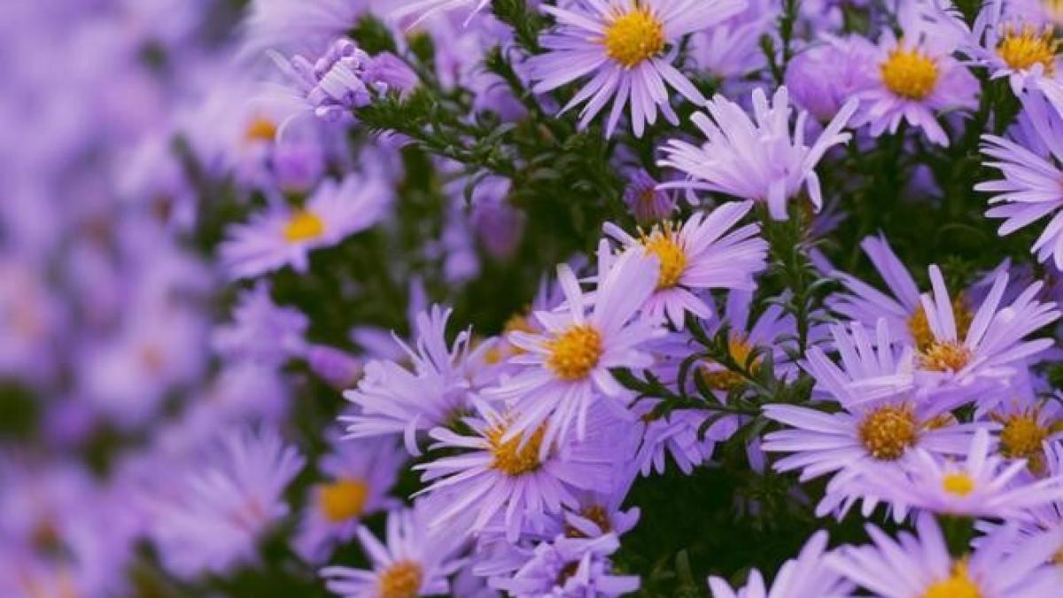 plante-de-exterior--care-cresc-in-ghivece-si-infloresc-toata-toamna_99550900