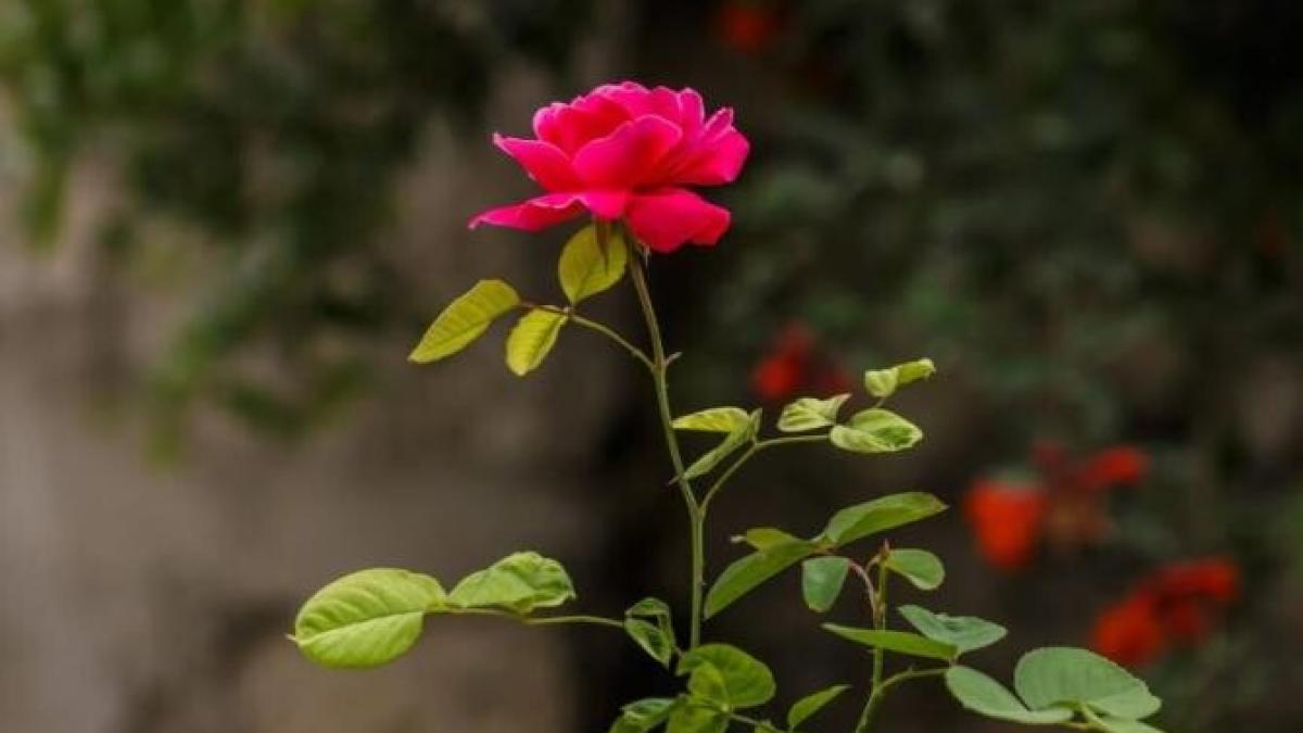 trandafirii-vor-inflori-magnific-anul-viitor-daca-toamna-vei-face-acest-lucru_80600300