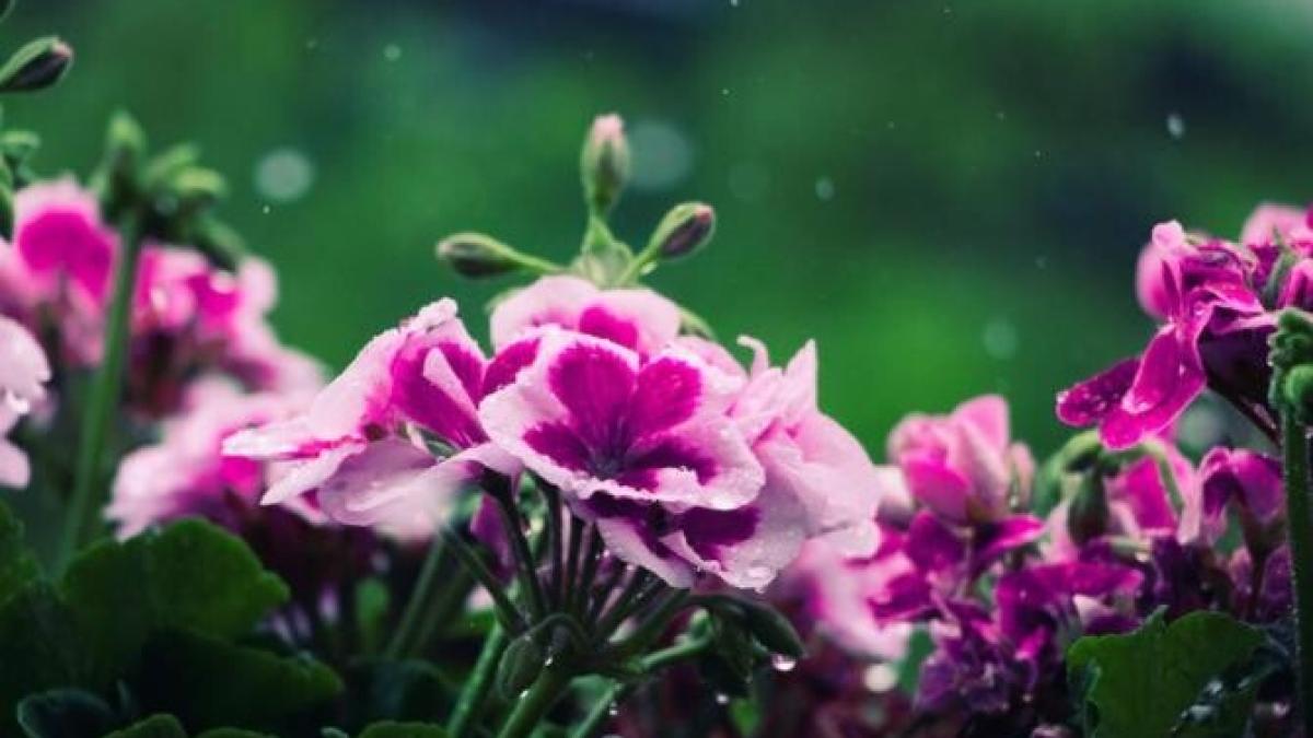 plantele-de-interior-vor-inflori-non-stop-daca-le-uzi-cu-apa-in-care-ati-fiert-aceste-legume_46455300