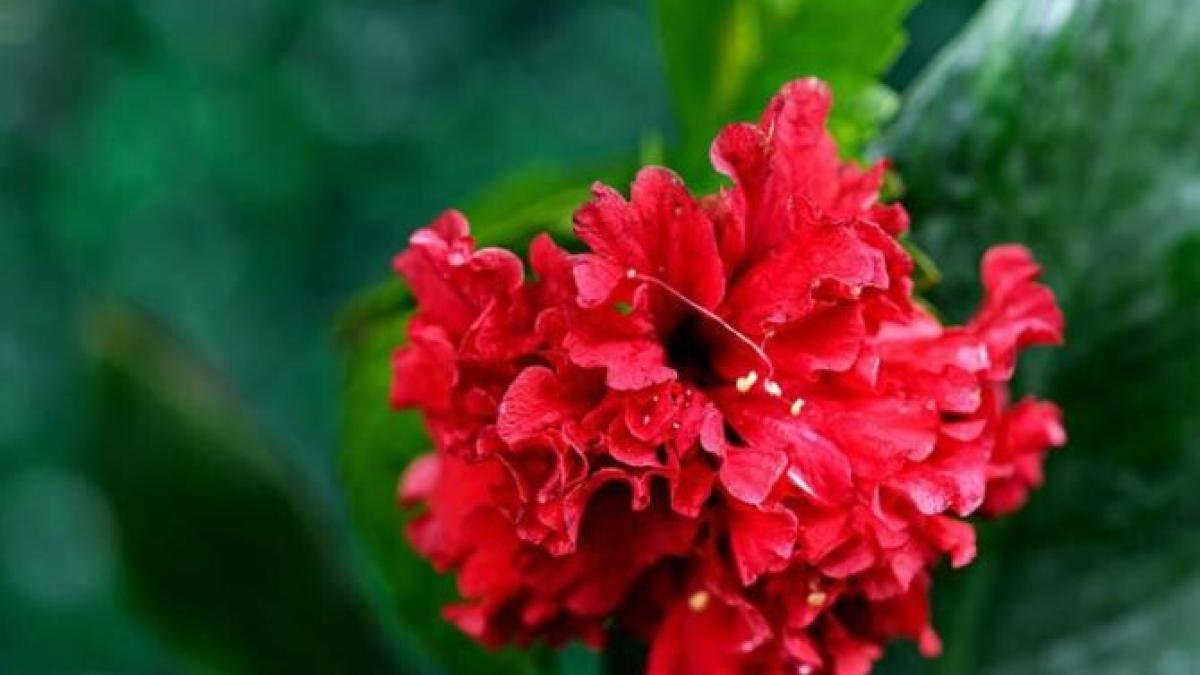 pune-doar-o-lingura-din-acest-produs-in-apa-si-plantele-tale-vor-inflori_48652000