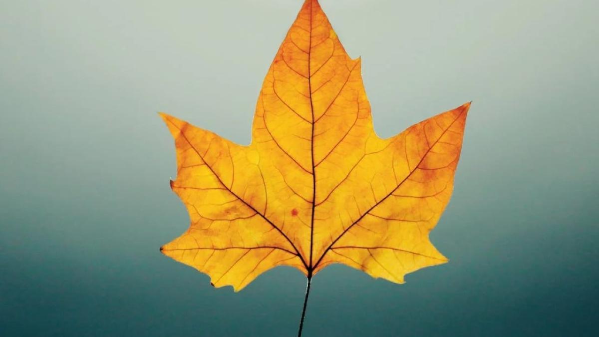 vreme_anm_foto_pexels_84757900