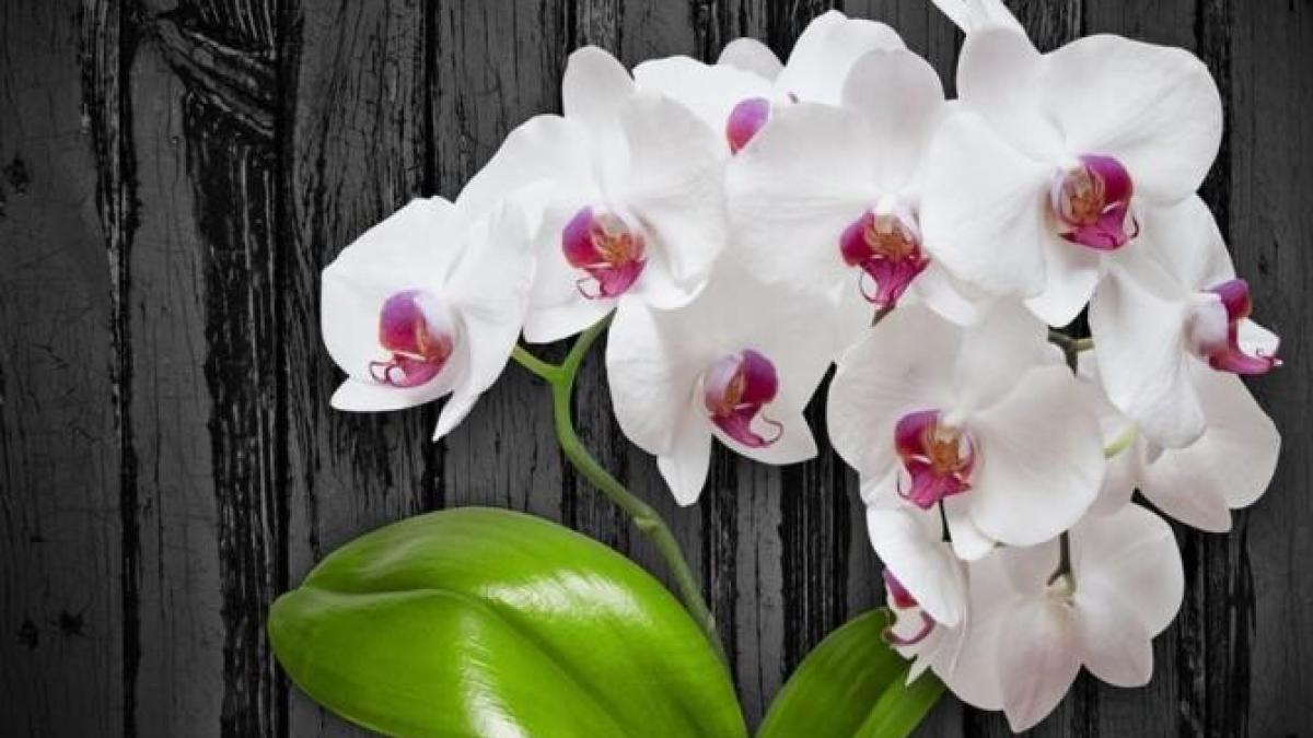 hraniti-florile-de-interior-cu-iaurt--doar-gradinarii-cu-experienta-cunosc-acest-secret_63108600