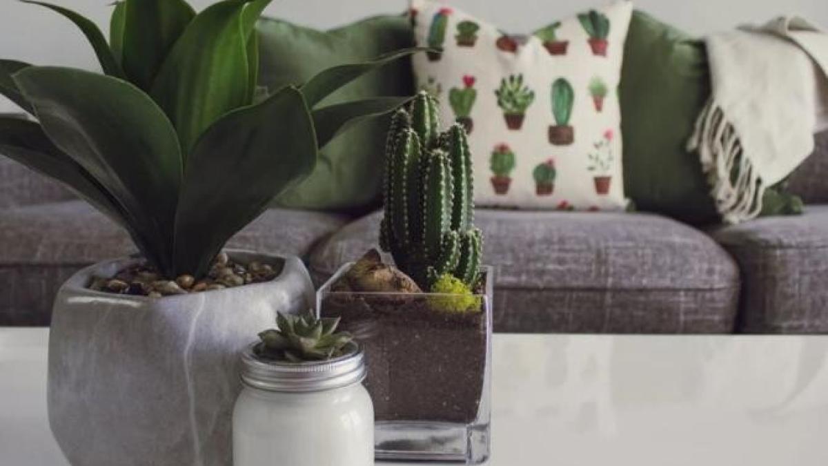 cu-ce-sa-hranesti--toamna--plantele-de-interior-_64392200