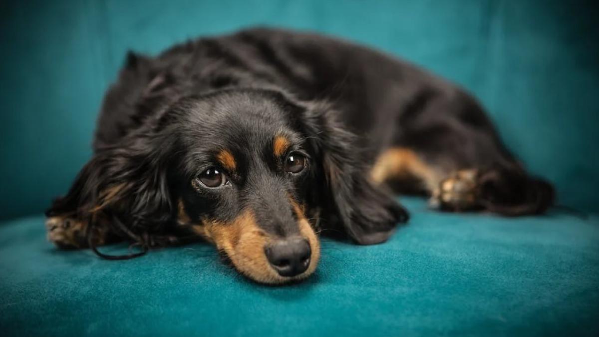 catel_foto_pexels_93718000