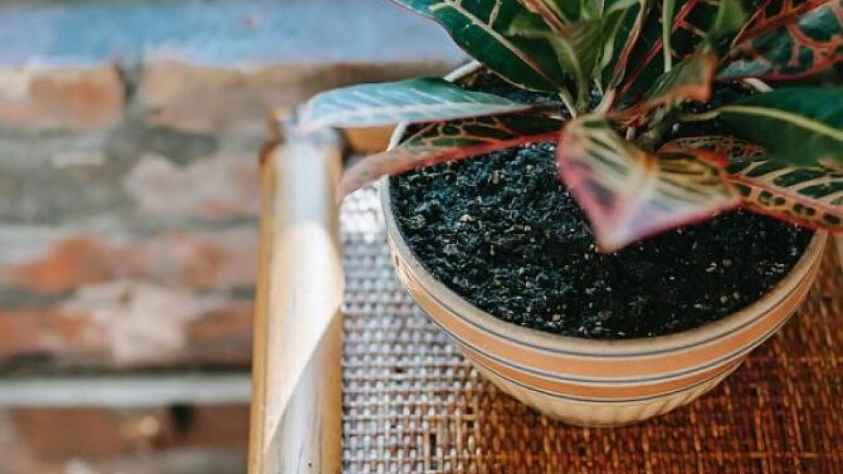 plante-de-interior--usor-de-intretinut--pot-fi-tinute-in-dormitor-sau-sufragerie_05015400