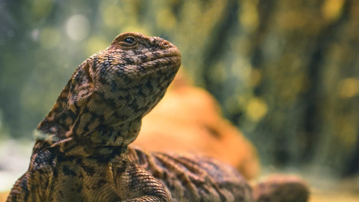 o-soparla--eroina-in-egipt--a-prc-e2prc-80prc-9dinvadatprc-e2prc-80prc-9d-israelul_40310900