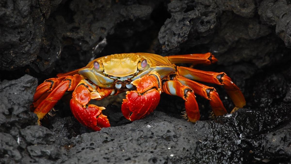 crab_96637300