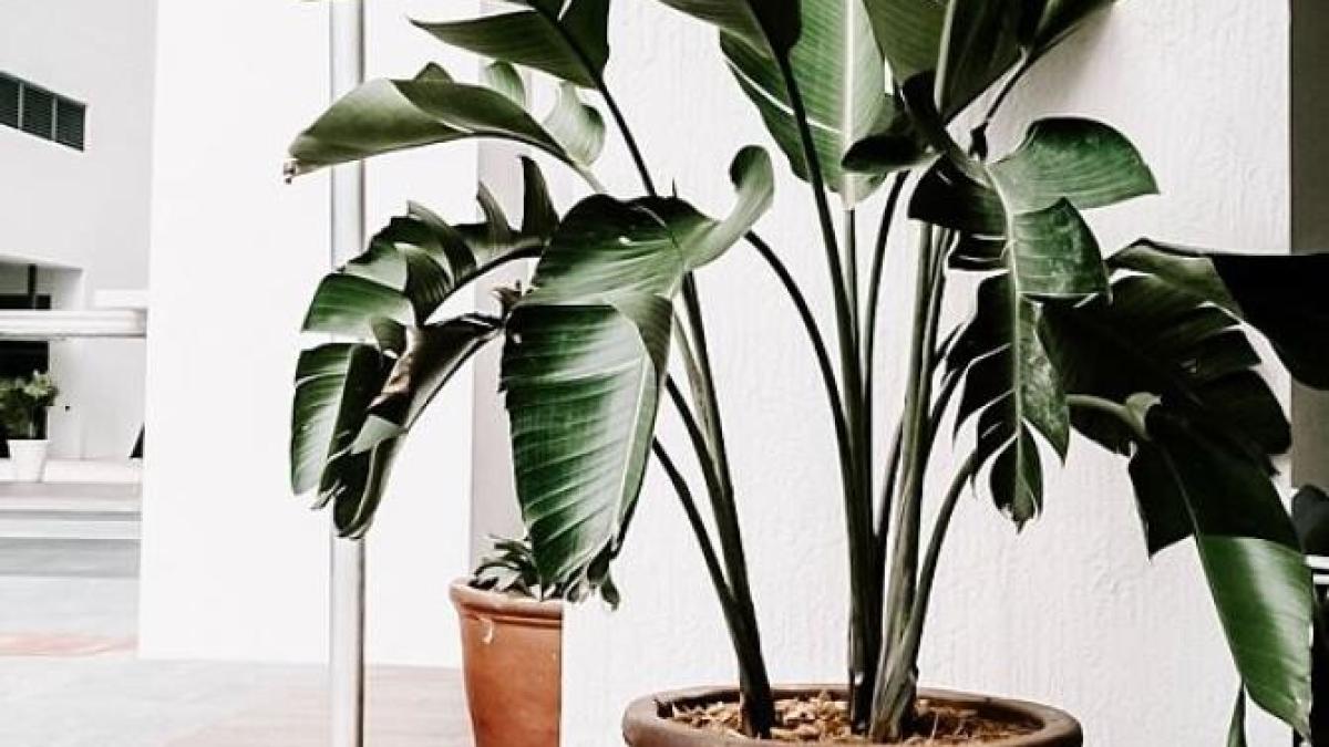 cea-mai-usoara-modalitate-de-a-curata-frunzele-plantelor-de-camera-de-praf_23796000