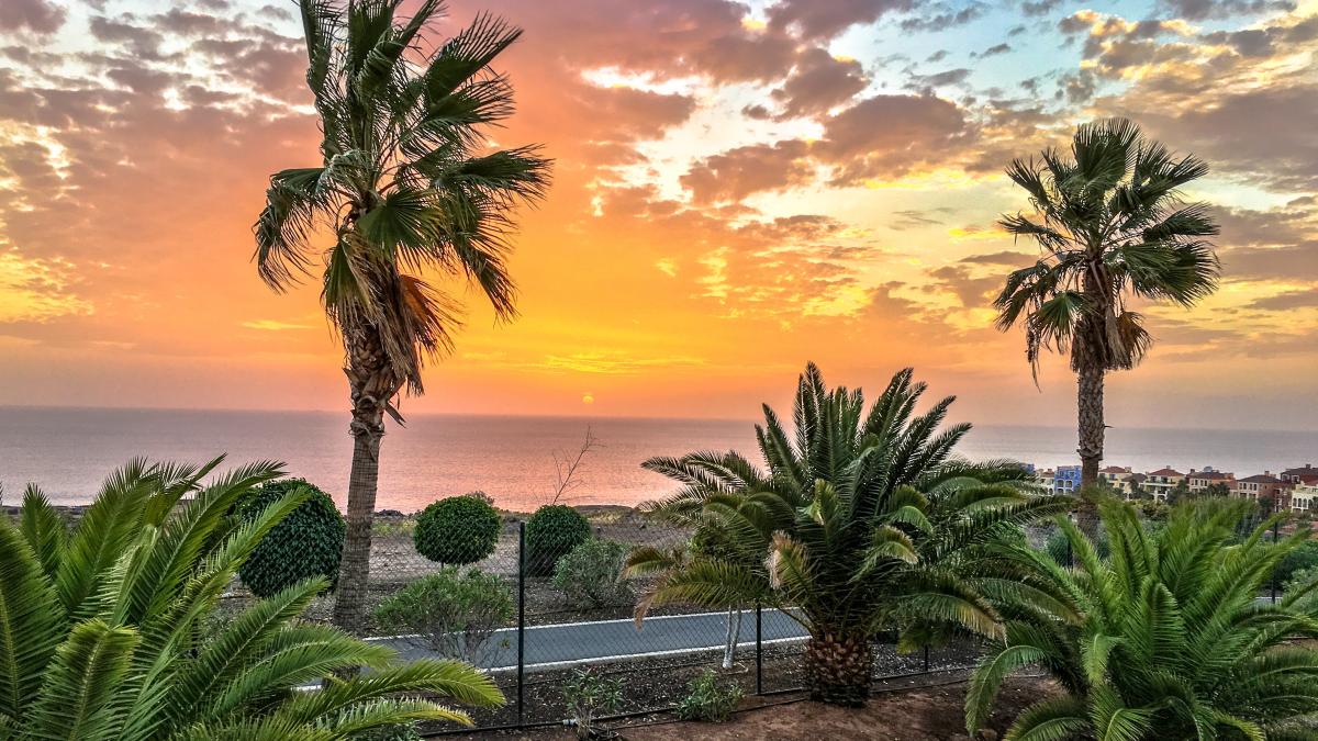 specii-de-palmieri-pericol-de-disparitie_82655400