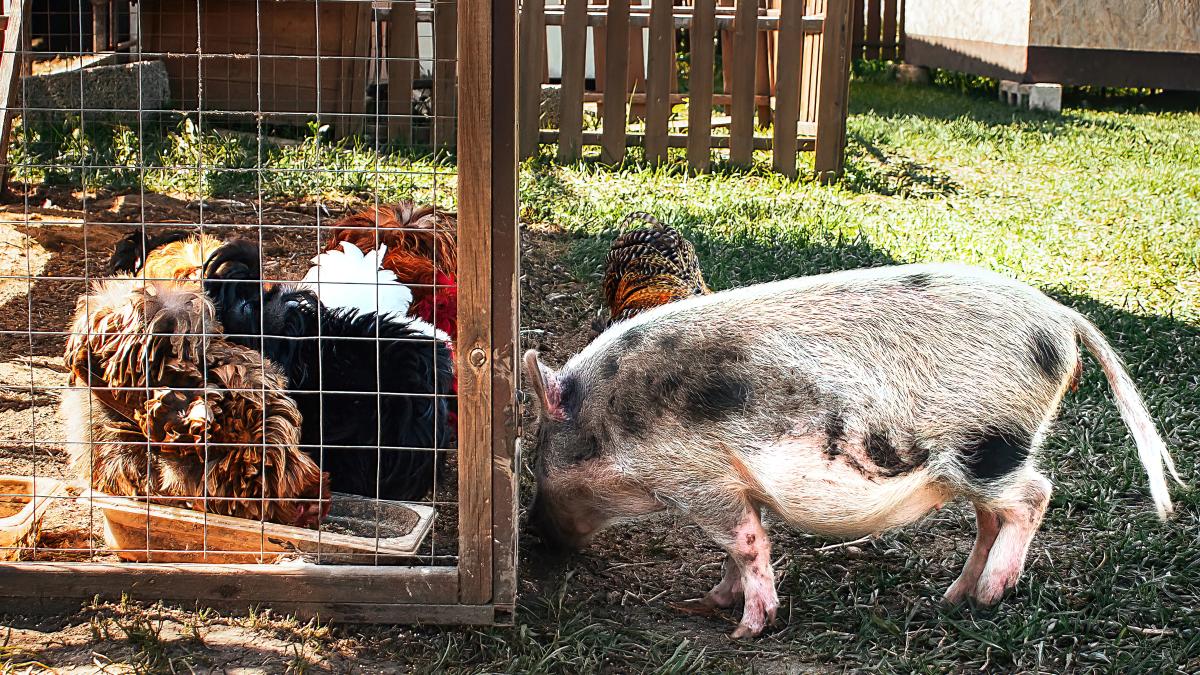 porci-si-pasari_05695400