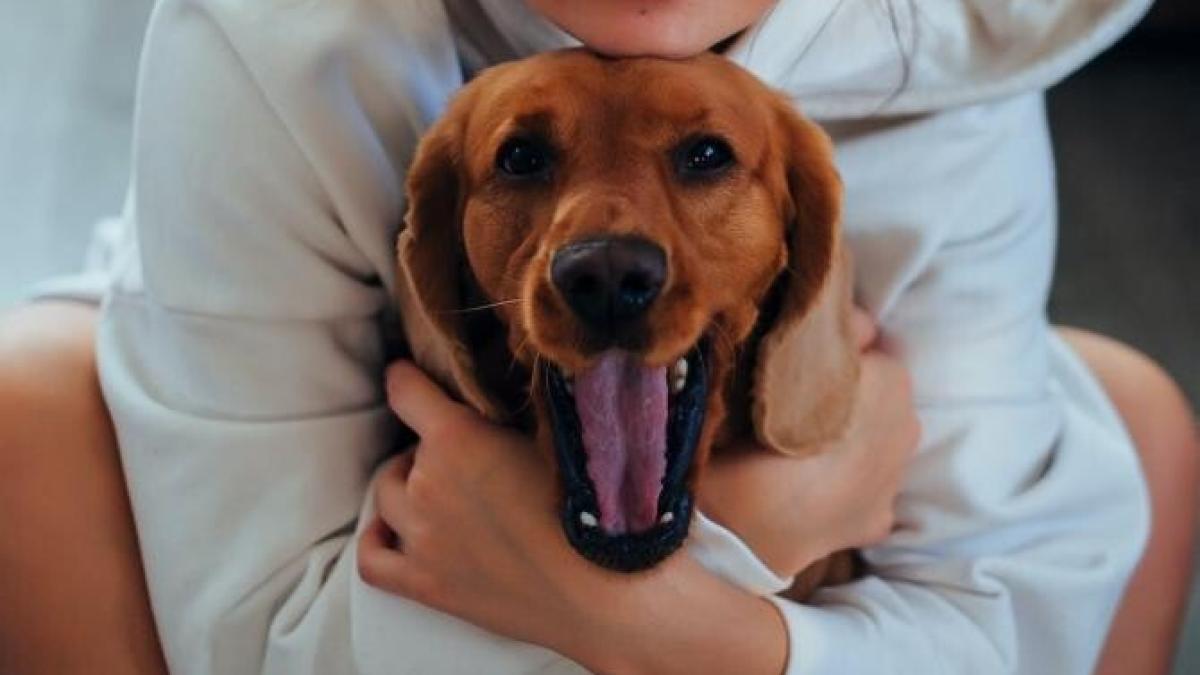 catel_care_casca_foto_pexels_09717100