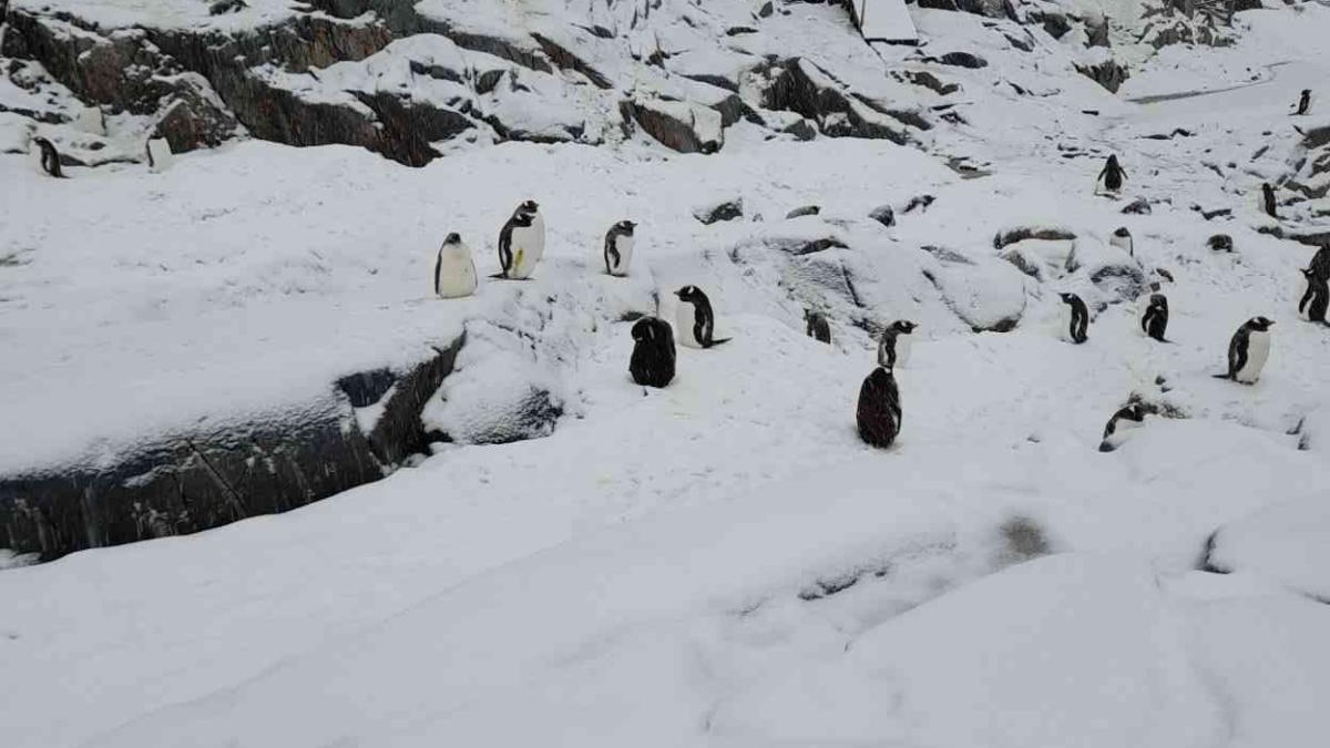 postas-antarctica_54663100