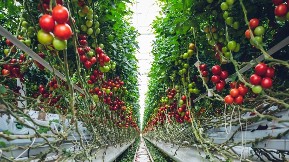 costel-vanatoru-rosii-negre_64619500