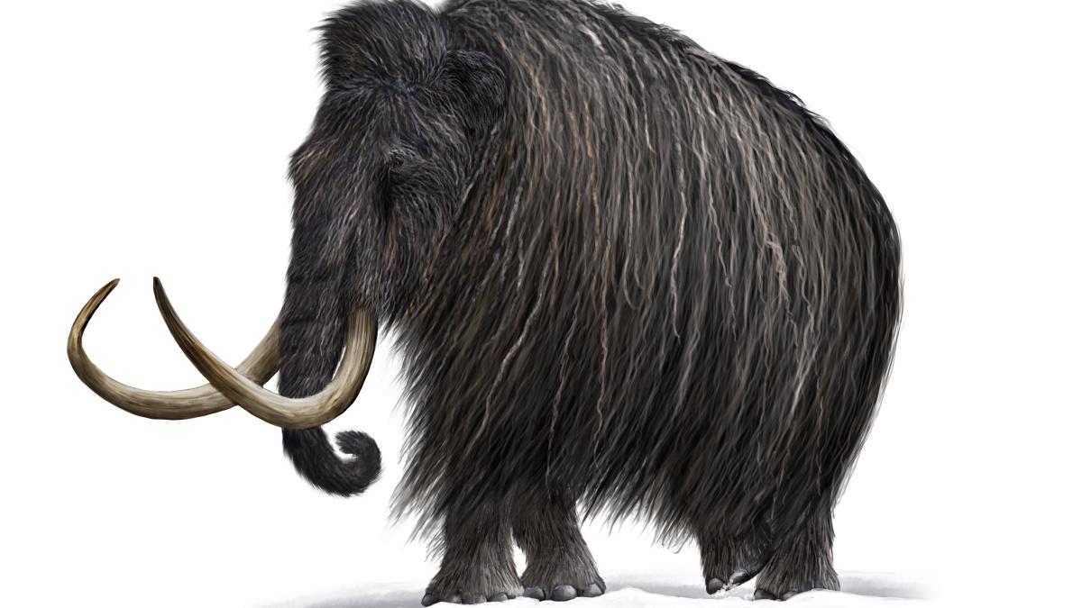 mamut-lanos_53993900