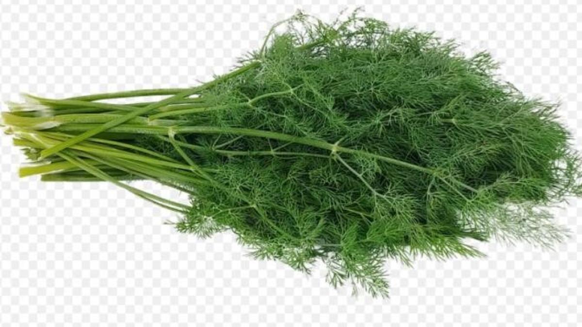 nu-mai-aruncati-tulpinile-de-marar--puteti-prepara-ceva-foarte-gustos-din-ele_07485600