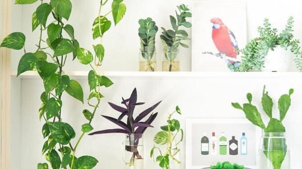 o-planta-eleganta--perfecta-pentru-baie-si-dormitor--purifica-aerul-si-absoarbe-umezeala_34863600