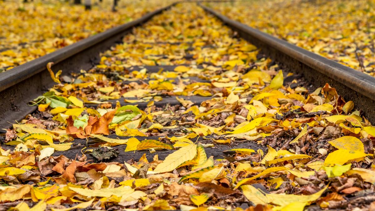 frunze-sine-de-tren_67288600