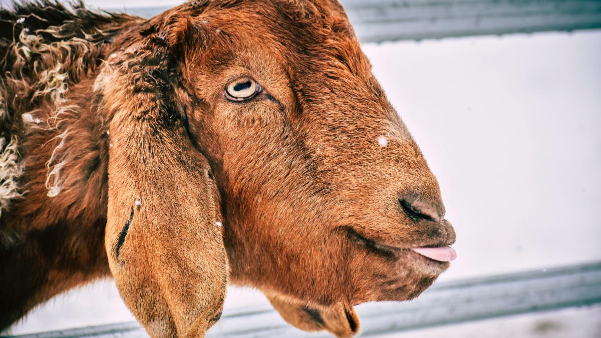 o-capra-s-a-alaturat-corului-unei-biserici--enoriasii-au-fost-amuzati-de-noul-membru-al-parohiei_49489600