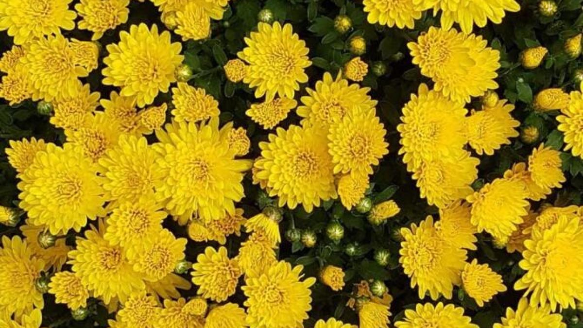 o-planta-cu-flori-asemanatoare-margaretelor-rezista-frigului-si-secetei--va-infrumuseta-orice-casa-si-curte_36987900