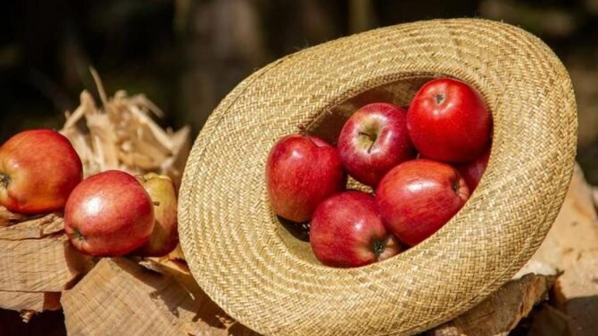 rondele-de-mere--in-aluat-de-ber--un-desert-usor--gata-in-doar-cateva-minute_32471800