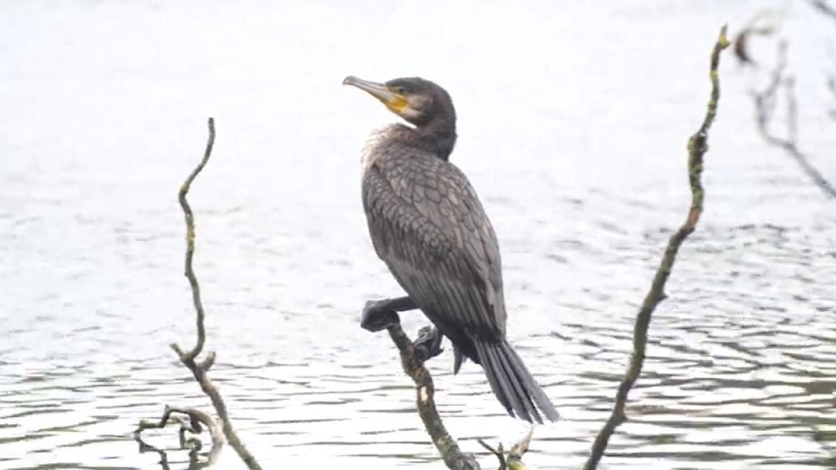 cormorani_45479900