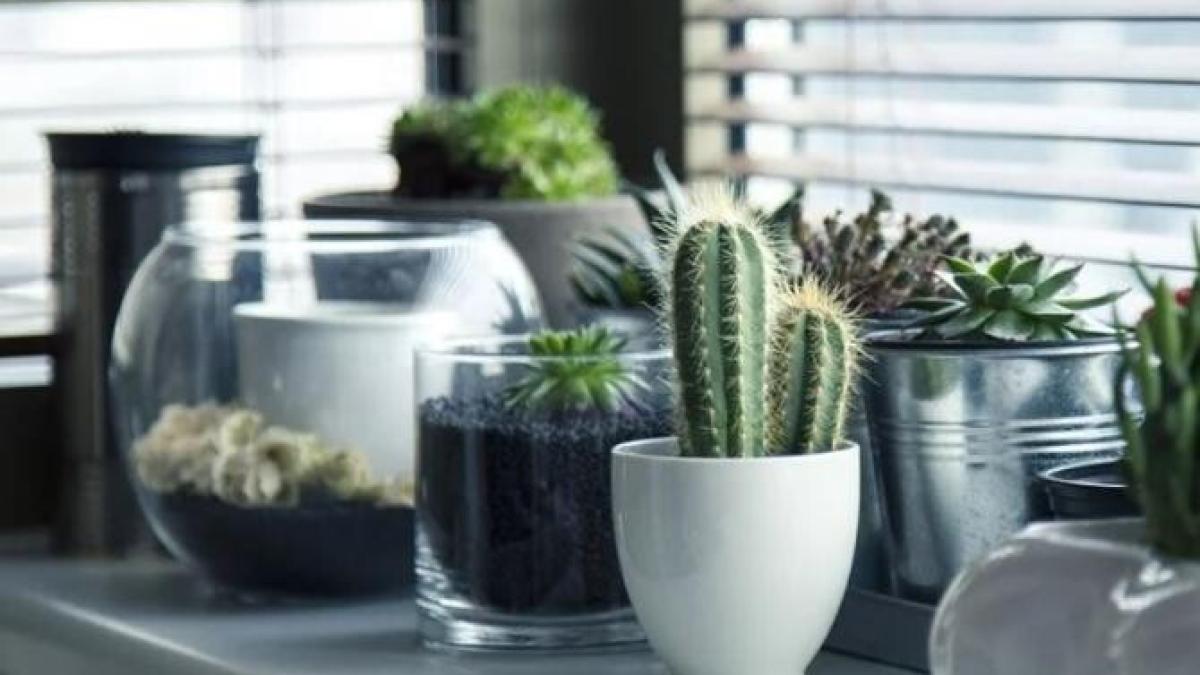 fa-acest-lucru-plantelor-de-interior-si-le-vei-vedea-inflorind-magic_95531200