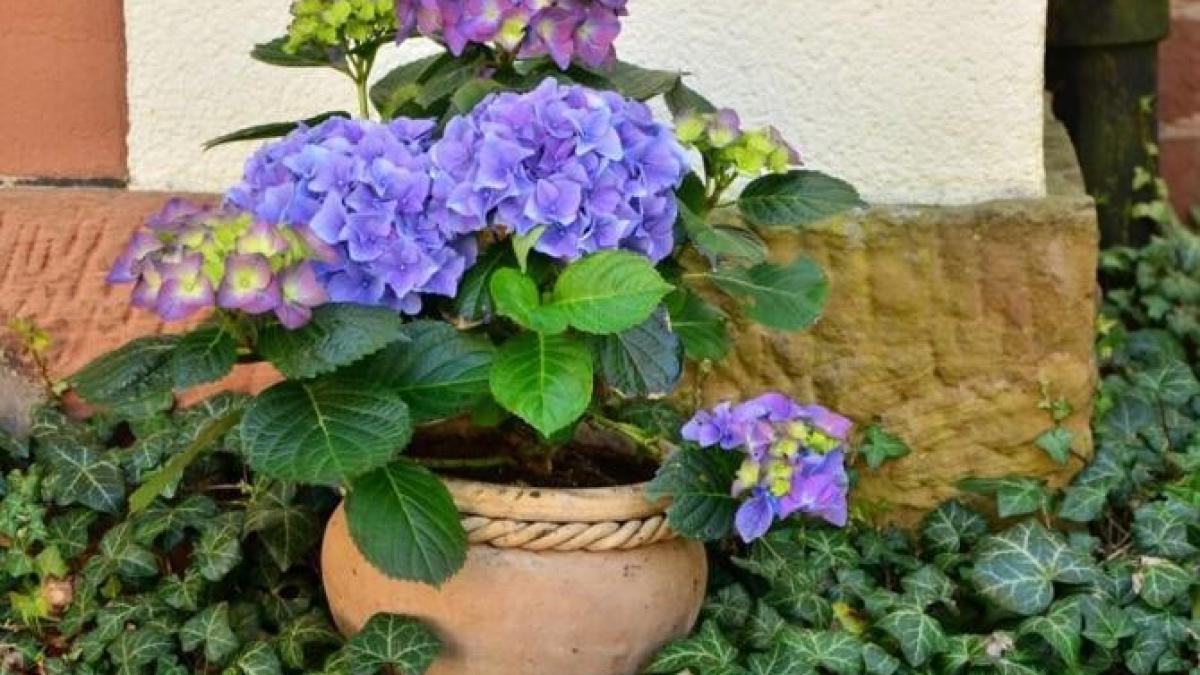 cum-poti-salva-o-planta-de-interior--care-a-inceput-sa-ingalbeneasca--urmeaza-acesti-pasi-simpli_52072500