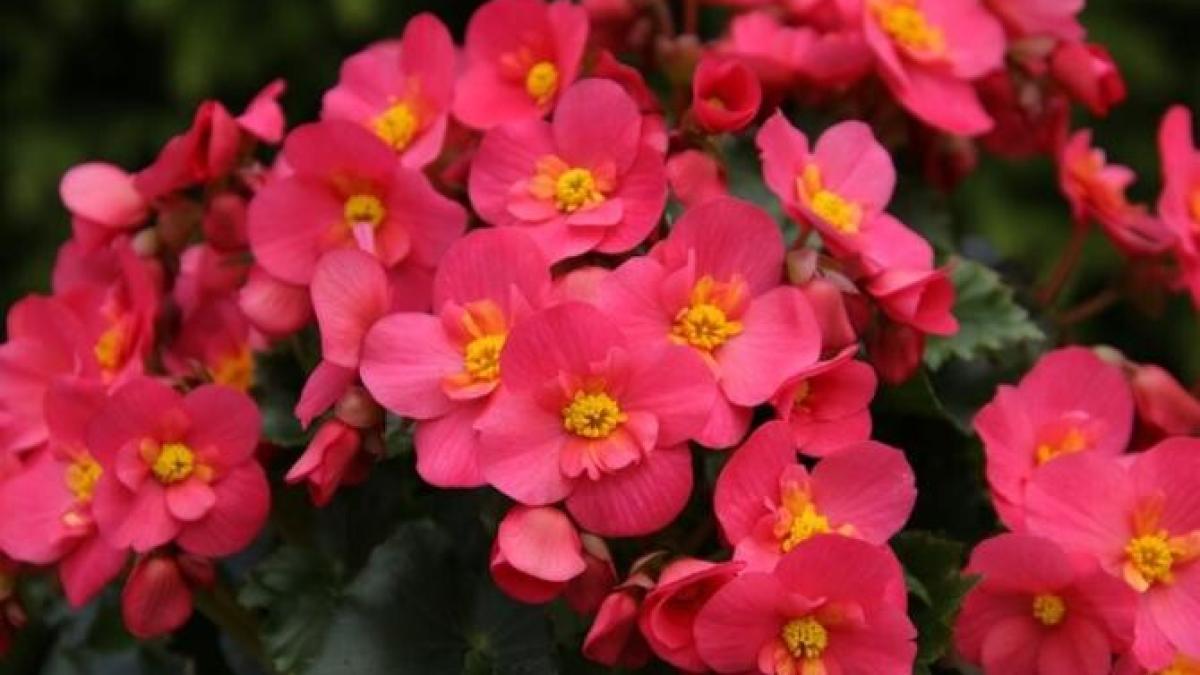 plasati-aceste-plante-in-toata-casa-si-veti-scapa-de-mucegai-si-umezeala_02865200