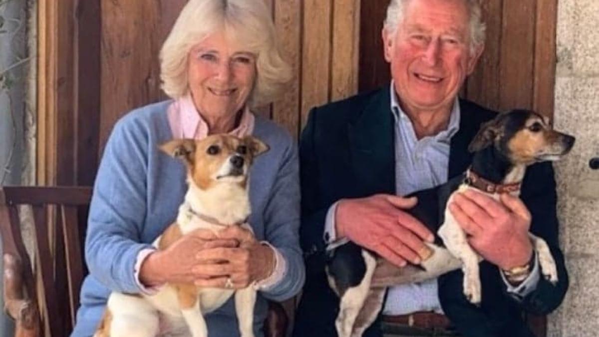 regele-charles-facturi-curent_03222200