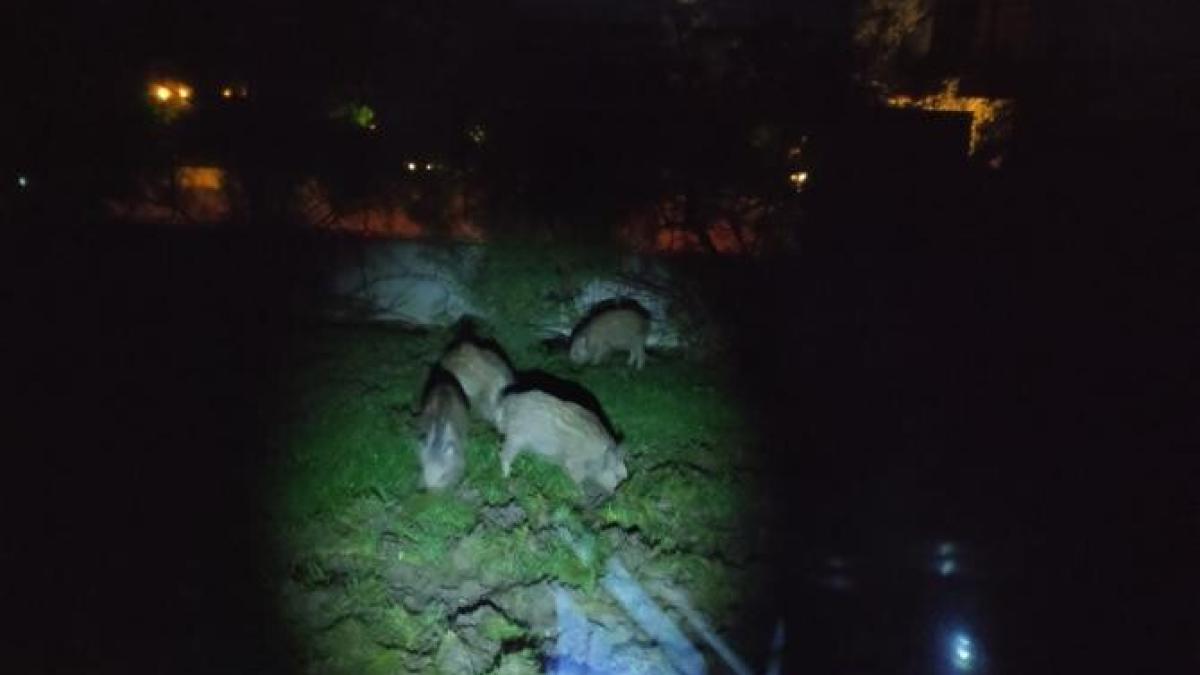 porci-mistreti-bucuresti_17382200