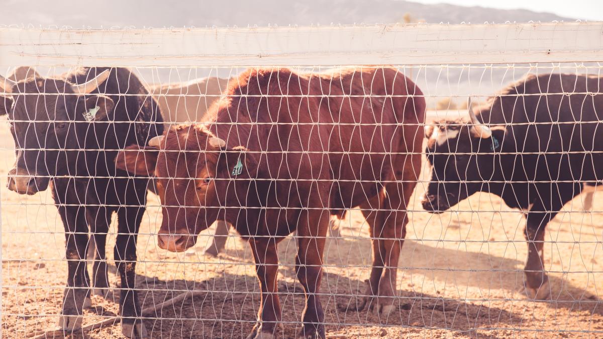 sacrificare-bovine_53538200