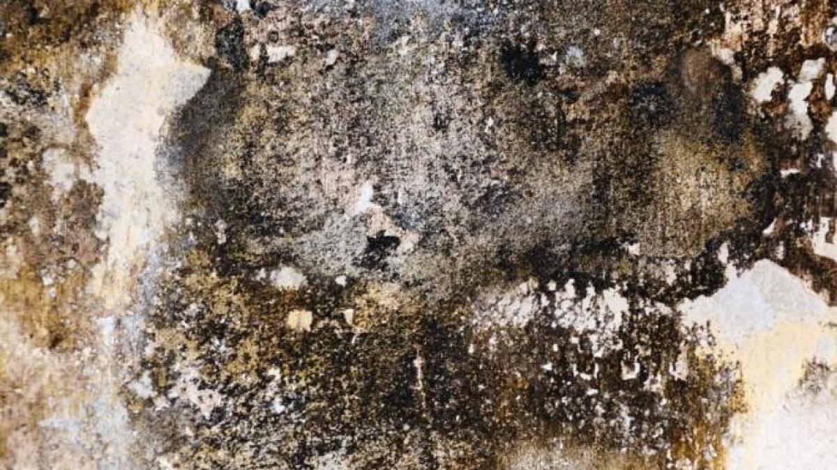 cum-sa-scapi-definitiv-de-mucegaiul-din-apartament--un-truc-eficient--folosit-de-multe-gospodine_31636000