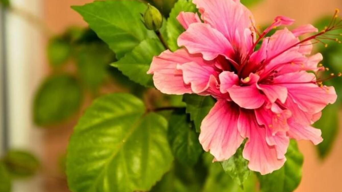 noua-plante-de-interior-care-pot-fi-oferite-atat-femeilor--cat-barbatilor--atrag-fericirea-si-norocul_33599800