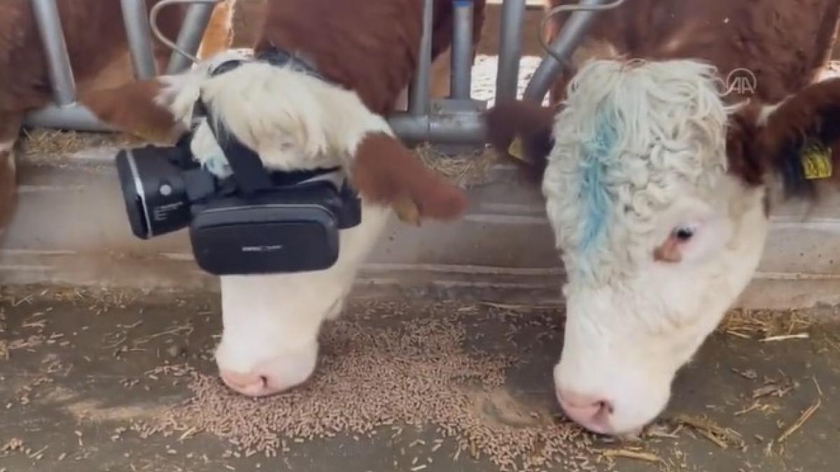 vaci-casti-vr_36615700