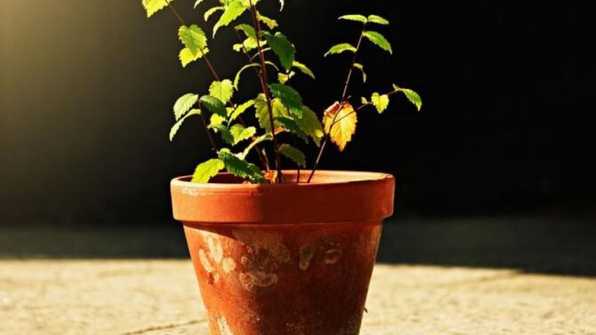 greselile-pe-care-le-fac-gospodinele-dupa-ce-cumpara-o-floare-noua--toata-lumea-ar-trebui-sa-stie-asta_10285700