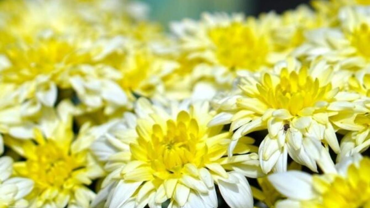 cum-se-ingrijesc-crizantemele-in-ghivece---sfaturile-gradinarilor-cu-experienta_01707100
