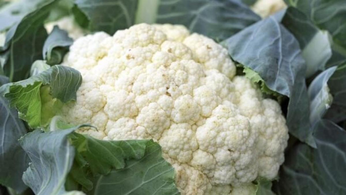 conopida-in-crema-de-branza--este-mai-buna-decat-cartofii-si-are-160-de-calorii_57556500