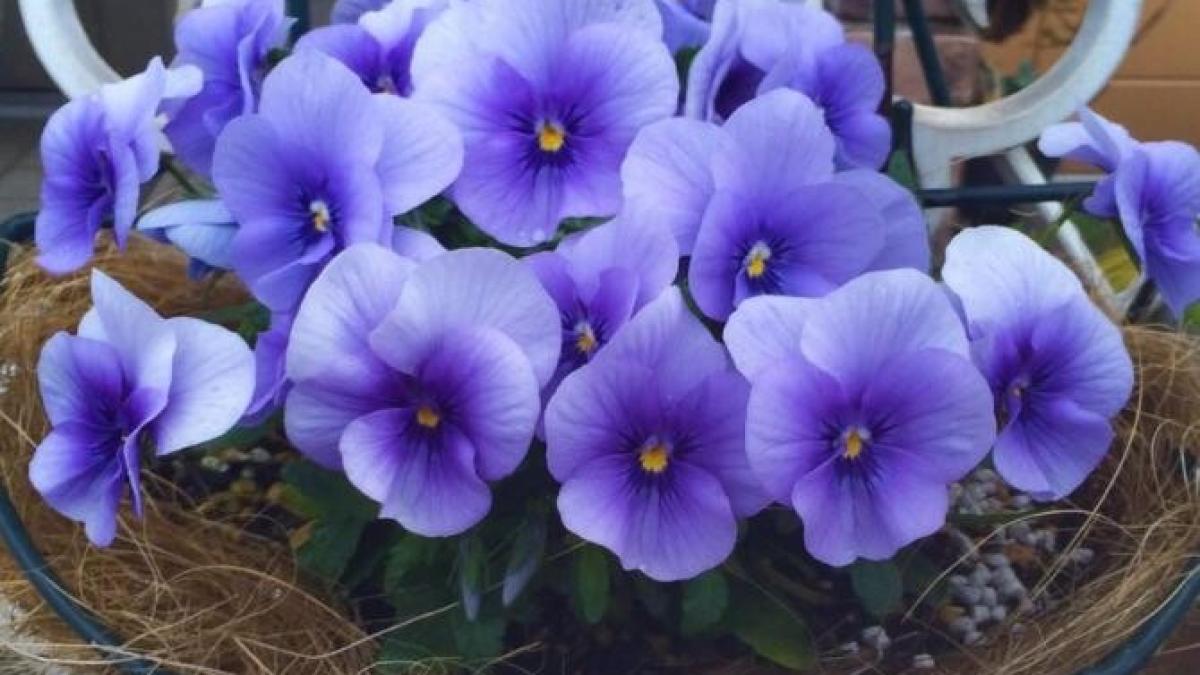 violetele-de-pe-pervaz-vor-inflori-mereu--trucul-cu-apa-fierbinte_72066800