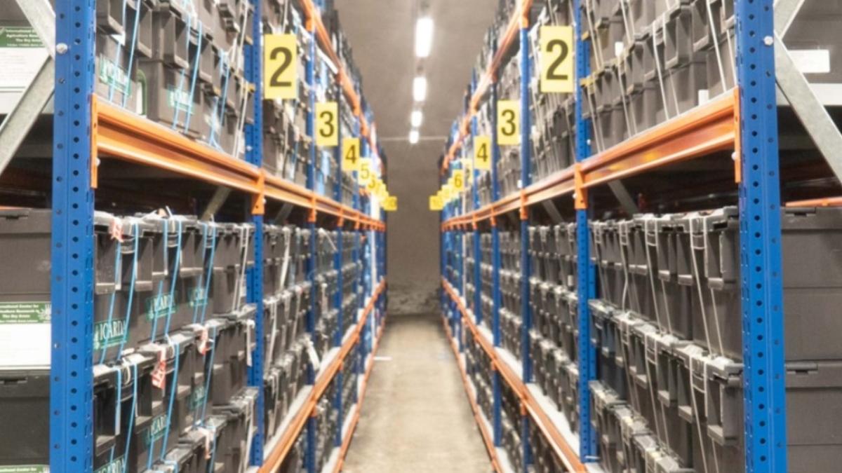 seiful-apocalipsei_04974100