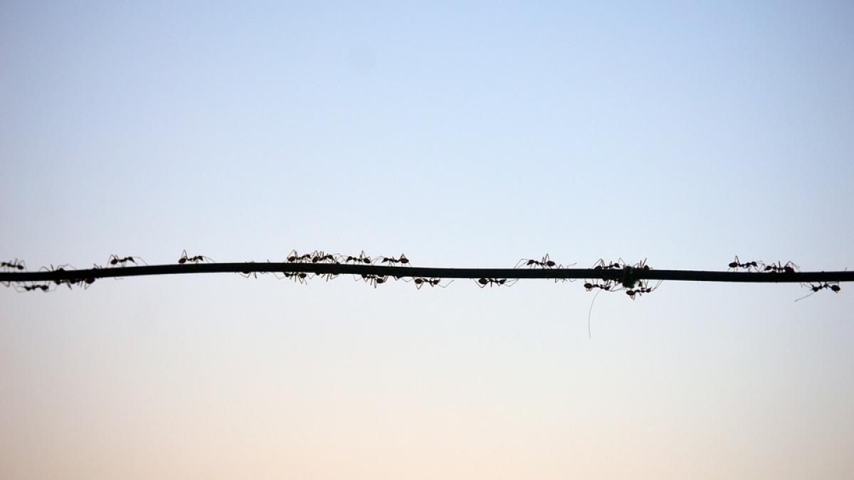 furnica-electrica-franta_53781500