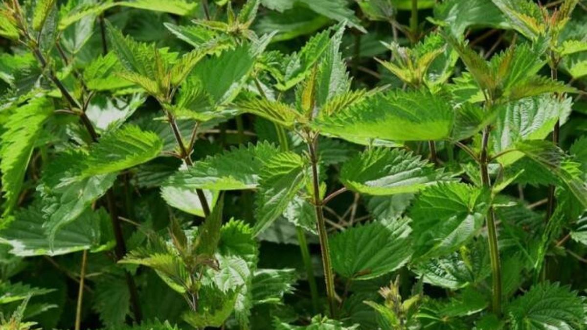 doua-ingrasaminte-naturale-sunt-pe-placul-plantelor-tale--gradinarii-au-dezvaluit-secretul_45375300