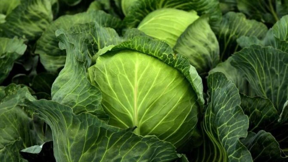 cum-se-pastreaza-varza-pentru-iarna--o-tehnica-simpla-pe-care-nu-toata-lumea-o-stie_42675700