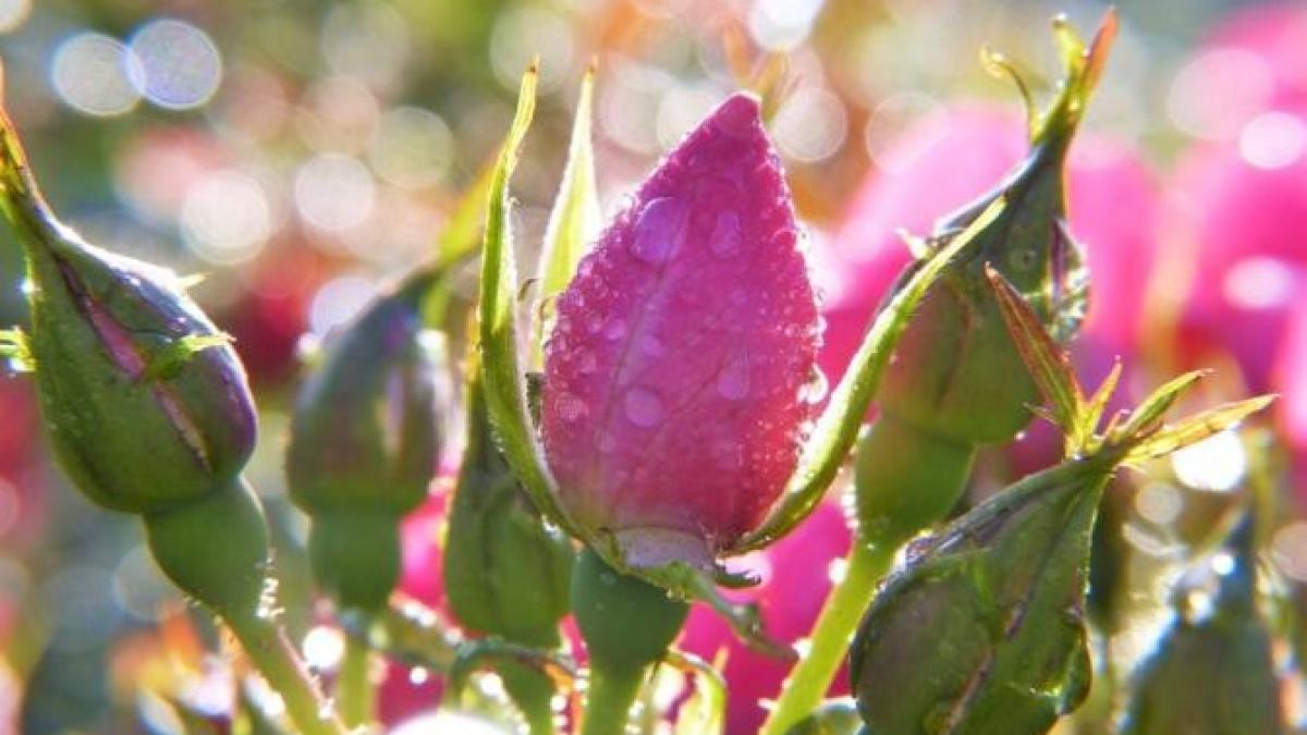 pregatiti-trandafirii-pentru-iarna--nu-vor-ingheta-si-vor-inflori-magnific-anul-viitor_94699700