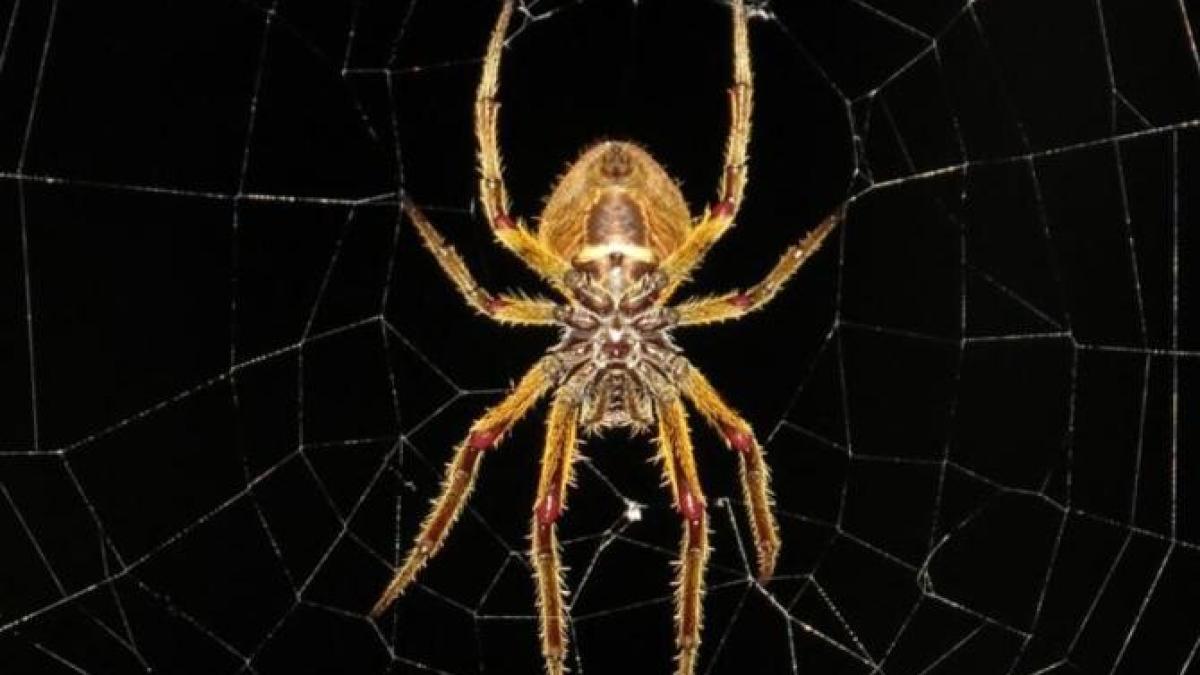 scapa--rapid--de-paianjenii-din-casa-cu-solutii-pe-care-le-ai-la-indemana_20752800