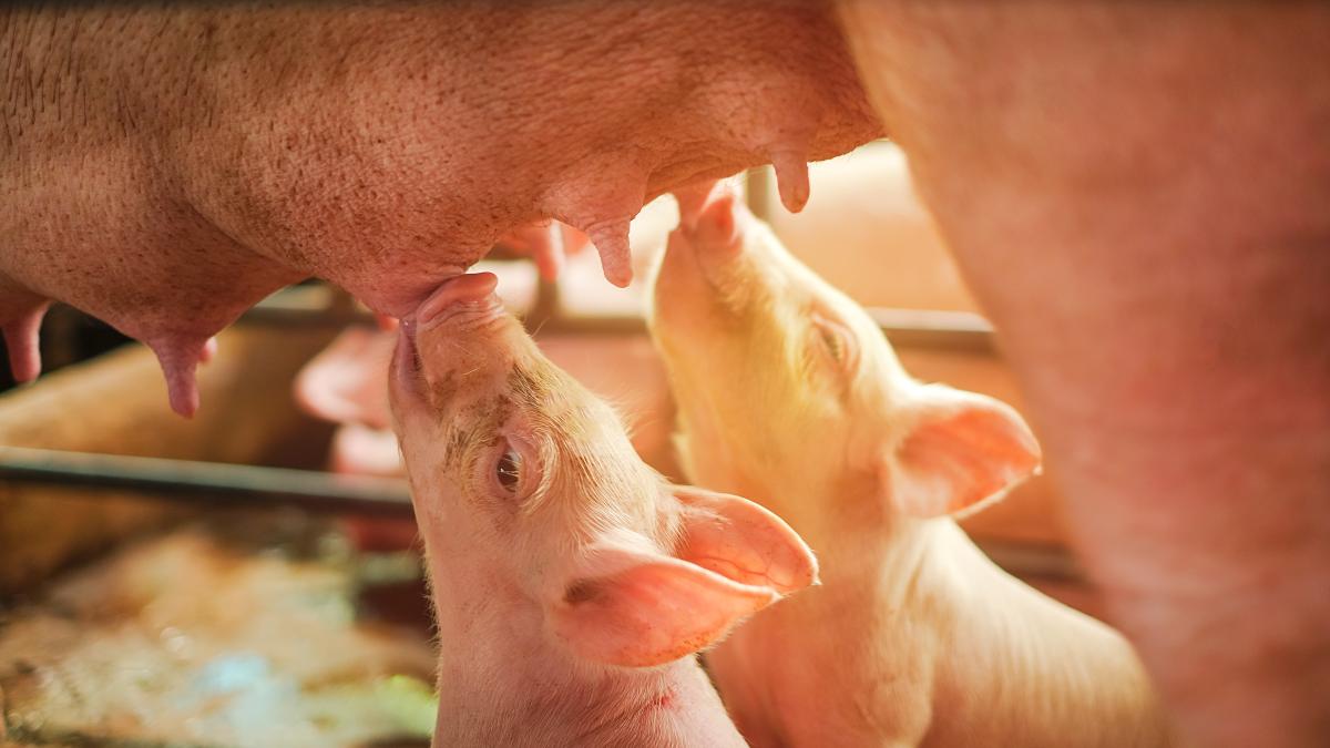 lapte-de-porc_41353100